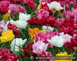  Dubbel vroeg Mix syn. gefüllte frühe Tulpen Mix