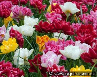  Dubbel vroeg Mix syn. gefüllte frühe Tulpen Mix