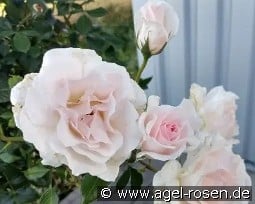 A Whiter Shade of Pale kaufen, clicken für mehr Details A Whiter Shade of Pale