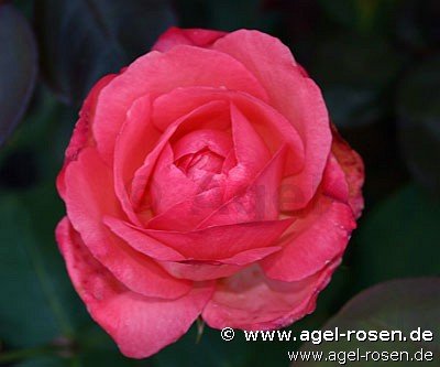 Rose ‘Aachener Dom‘ (1,5-Liter Topf (wurzelecht))