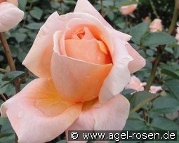 Abbaye de Cluny kaufen, clicken für mehr Details Abbaye de Cluny