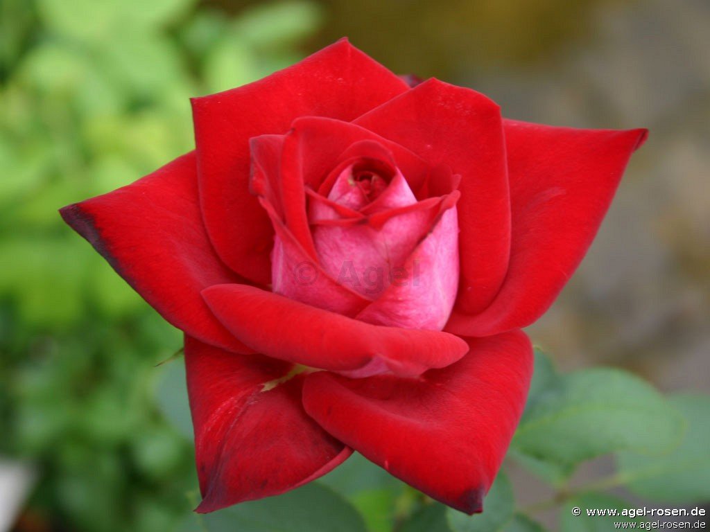 Rose ‘Adagio DDR‘ (5-Liter Topf)