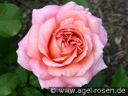 Albrecht Dürer kaufen, clicken für mehr Details Albrecht Dürer