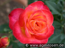 Alinka kaufen, clicken für mehr Details Alinka