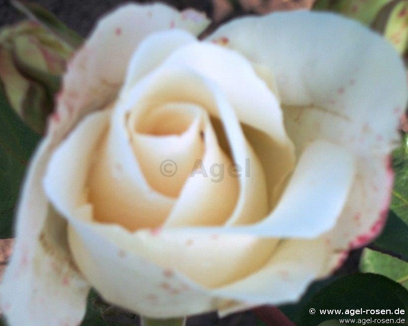 Rose ‘Alliance‘ (wurzelnackte Rose)