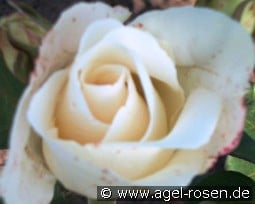 Alliance kaufen, clicken für mehr Details Alliance