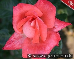 Alte Liebe kaufen, clicken für mehr Details Alte Liebe