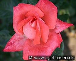 Alte Liebe kaufen, clicken für mehr Details Alte Liebe