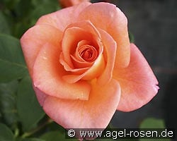 Ambassador kaufen, clicken für mehr Details Ambassador