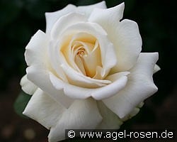 Ambiente kaufen, clicken für mehr Details Ambiente