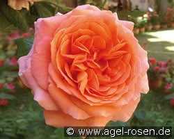 Amour de Molene kaufen, clicken für mehr Details Amour de Molene