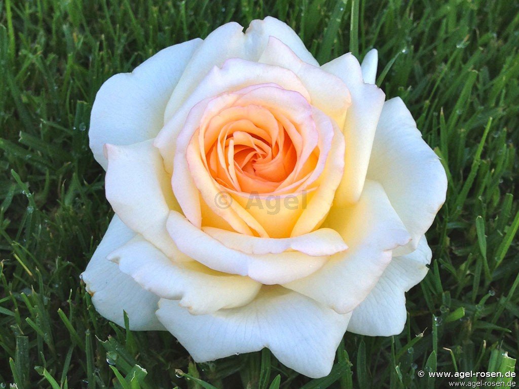 ADR-Rose ‘Anastasia‘ (wurzelnackte Rose)