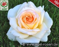 Anastasia kaufen, clicken für mehr Details Anastasia