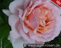 André le Notre kaufen, clicken für mehr Details André le Notre