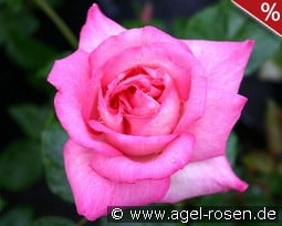 Andrea Guethe kaufen, clicken für mehr Details Andrea Guethe