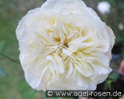 Andreas Khol Rose kaufen, clicken für mehr Details Andreas Khol Rose