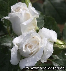 Anggun kaufen, clicken für mehr Details Anggun