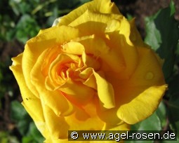 Anika kaufen, clicken für mehr Details Anika