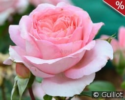 Anne Sophie Pic kaufen, clicken für mehr Details Anne Sophie Pic