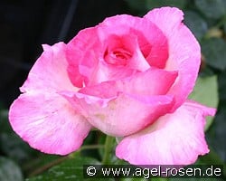 Antje Ilse Barbara kaufen, clicken für mehr Details Antje Ilse Barbara