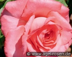 Arthur Rimbaud kaufen, clicken für mehr Details Arthur Rimbaud