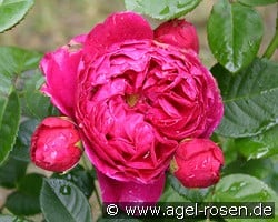 Ascot kaufen, clicken für mehr Details Ascot