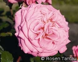 Ashley kaufen, clicken für mehr Details Ashley