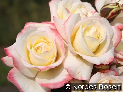 Athena kaufen, clicken für mehr Details Athena