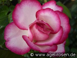 Atlas kaufen, clicken für mehr Details Atlas