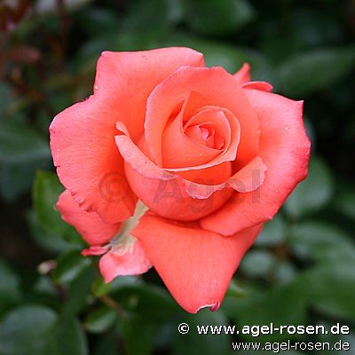 Rose ‘Ave Maria‘ (wurzelnackte Rose)