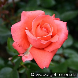 Ave Maria kaufen, clicken für mehr Details Ave Maria