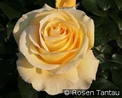 Avec Amour kaufen, clicken für mehr Details Avec Amour