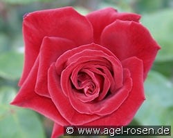 Ballade DDR kaufen, clicken für mehr Details Ballade DDR