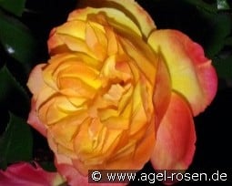 Banzai kaufen, clicken für mehr Details Banzai