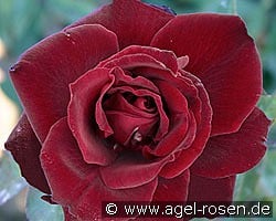 Barkarole kaufen, clicken für mehr Details Barkarole