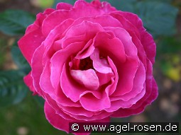 Baronne E. de Rothschild kaufen, clicken für mehr Details Baronne E. de Rothschild