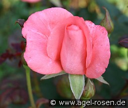 Basilika kaufen, clicken für mehr Details Basilika