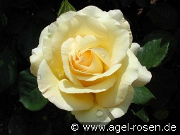 Beatrice I d'Este kaufen, clicken für mehr Details Beatrice I d'Este