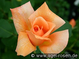 Beauté kaufen, clicken für mehr Details Beauté