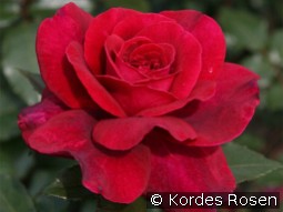 Bellevue kaufen, clicken für mehr Details Bellevue