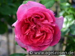 Bernadette Lafont kaufen, clicken für mehr Details Bernadette Lafont