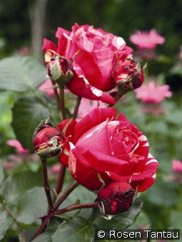 Best Impression kaufen, clicken für mehr Details Best Impression