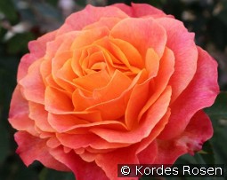 Better Times kaufen, clicken für mehr Details Better Times