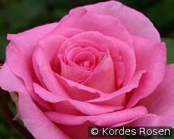 Beverly kaufen, clicken für mehr Details Beverly