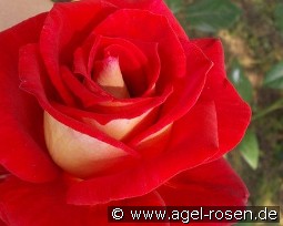 Bicolette kaufen, clicken für mehr Details Bicolette