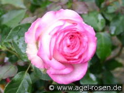 Biedermeier Garden kaufen, clicken für mehr Details Biedermeier Garden