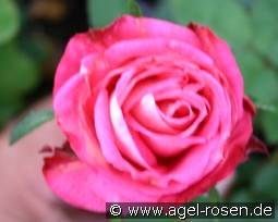 Birgit 75 kaufen, clicken für mehr Details Birgit 75