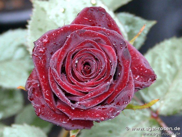 Rose ‘Black Baccara‘ (Hochstamm (~90cm) im 6,5l Topf )