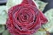 Black Baccara ®