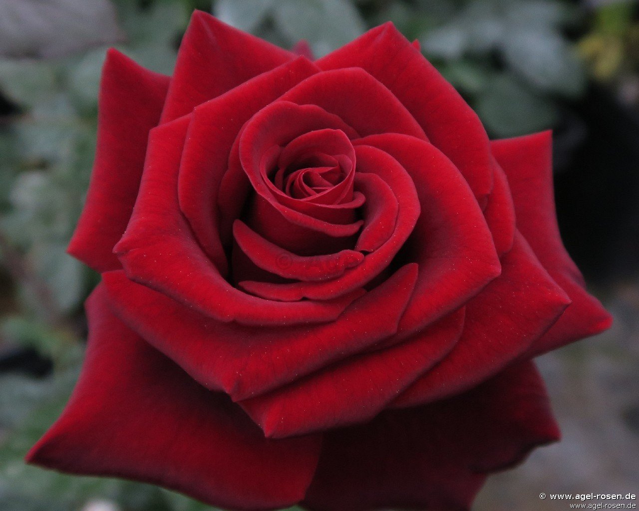 Rose ‘Black Magic‘ (5-Liter Topf)